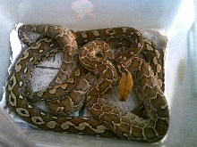 selayar reticulated