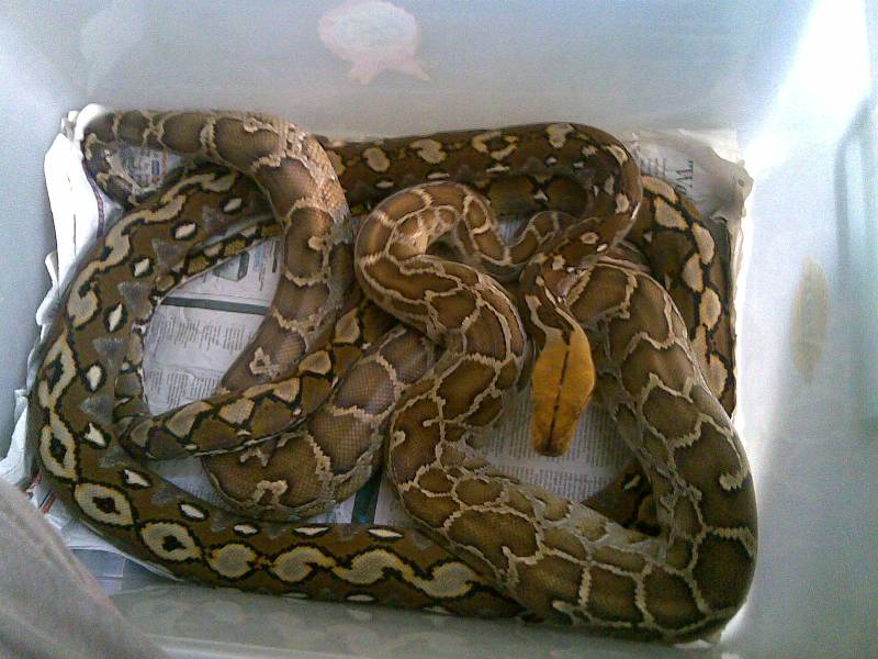 selayar reticulated