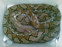 reticulated