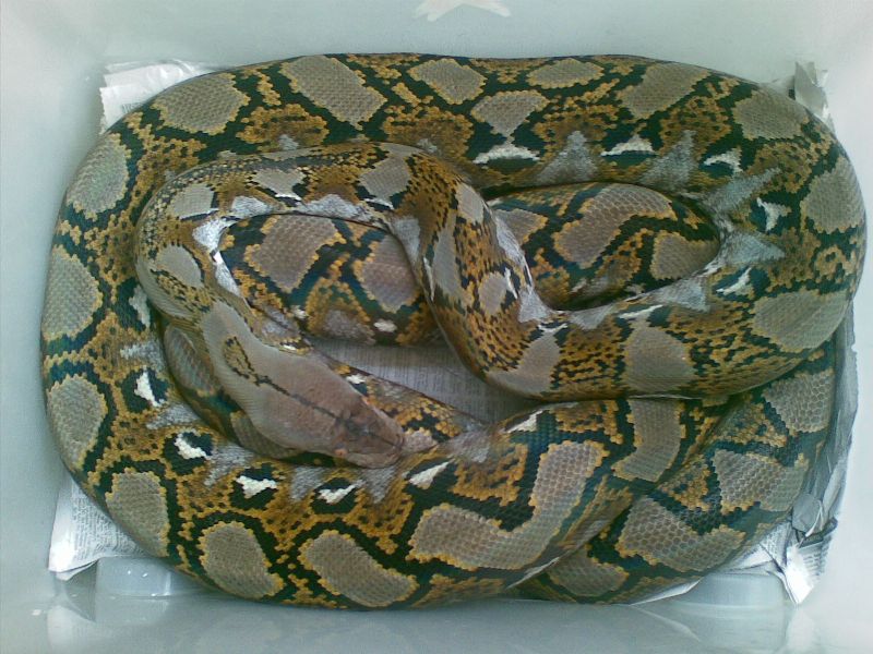 reticulated