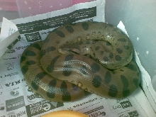 green anaconda
