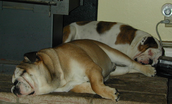 dog
