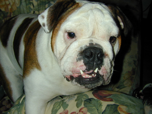 dog
