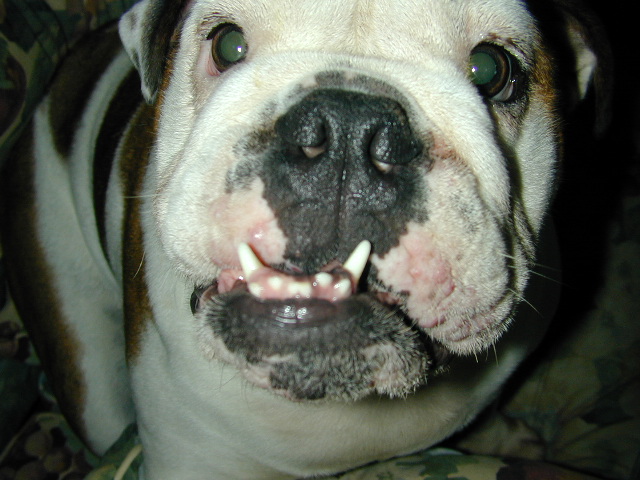 dog