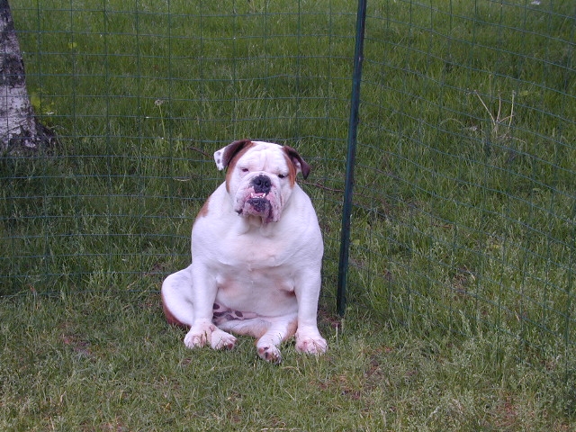 dog