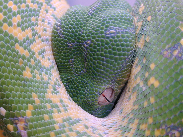 chondro