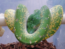 chondro