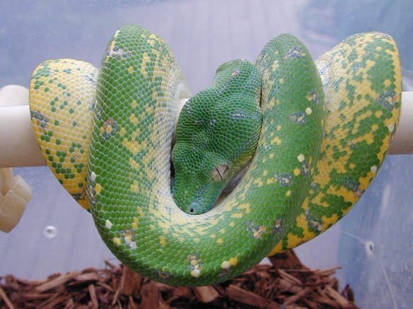 chondro