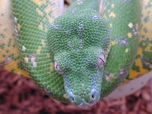chondro