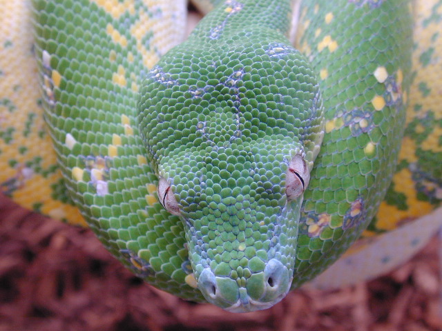 chondro