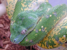 chondro