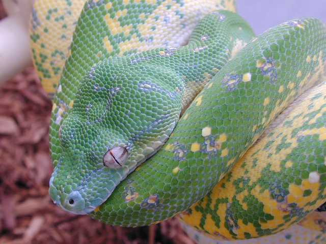 chondro
