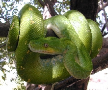 snake