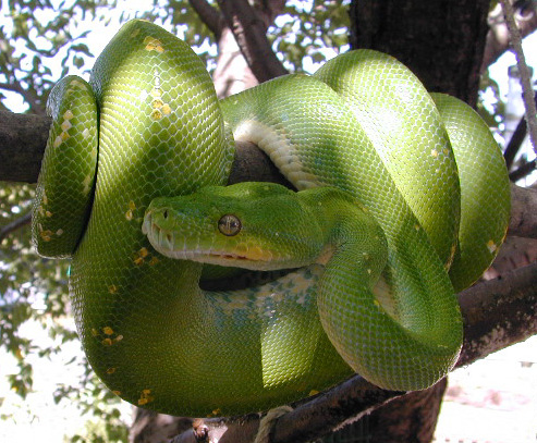 snake