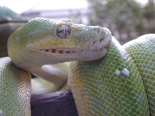 chondro
