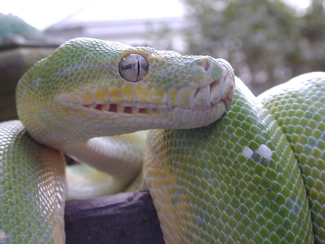 chondro