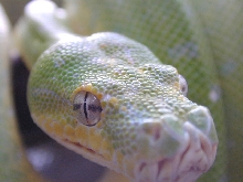 chondro
