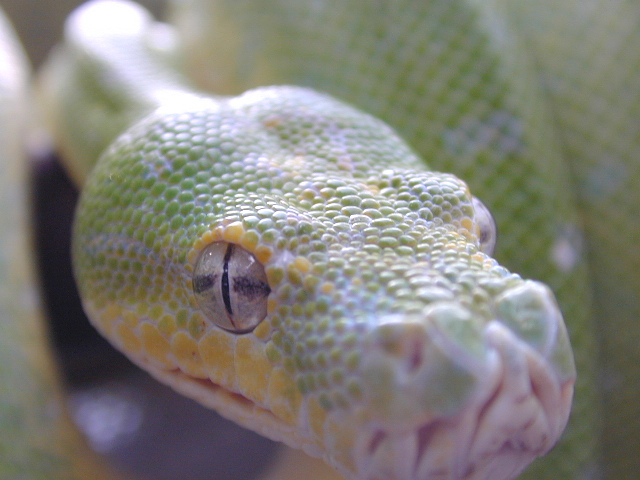 chondro