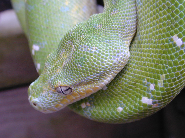 chondro