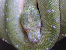 chondro