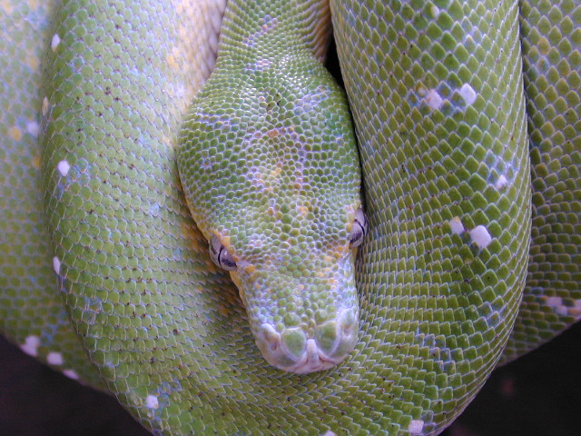 chondro