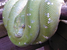 chondro