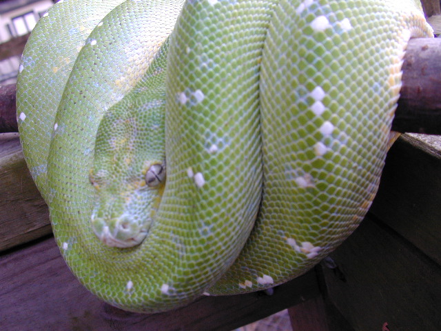 chondro