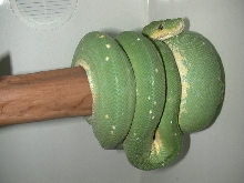 snake