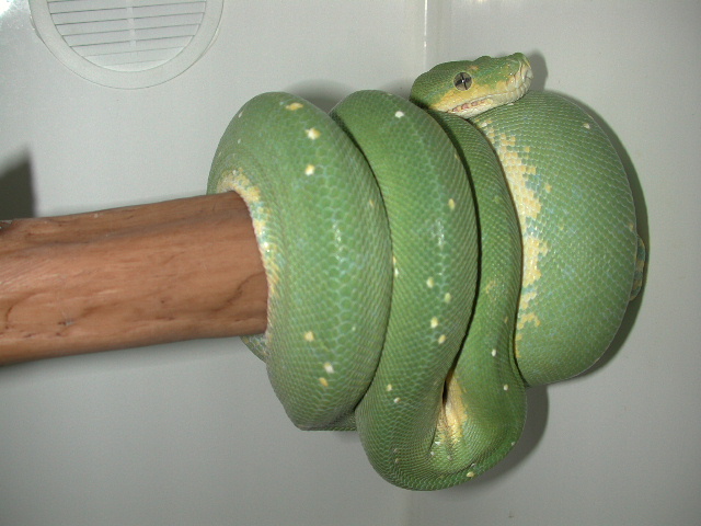 snake