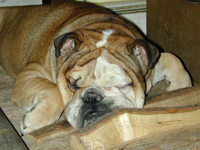 dog