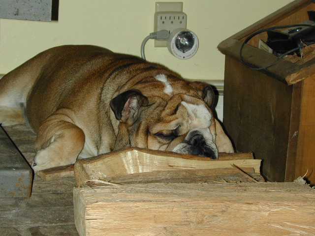 dog