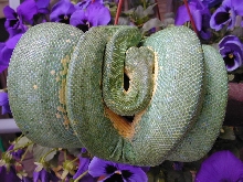 chondro