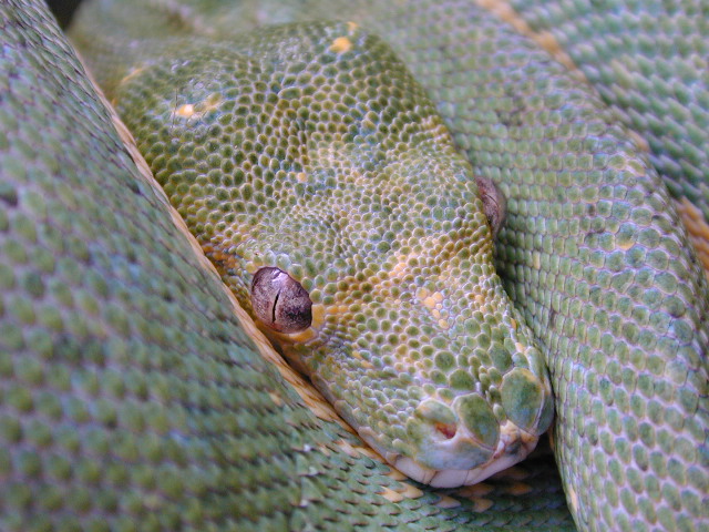 chondro