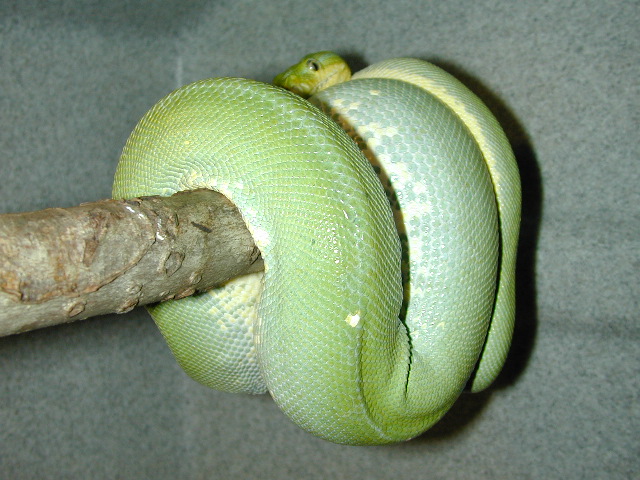 Snake