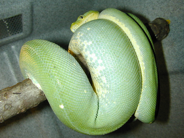 Snake