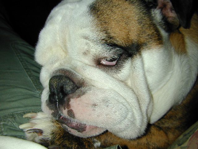 dog