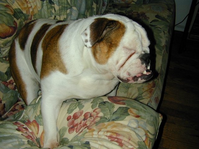 dog