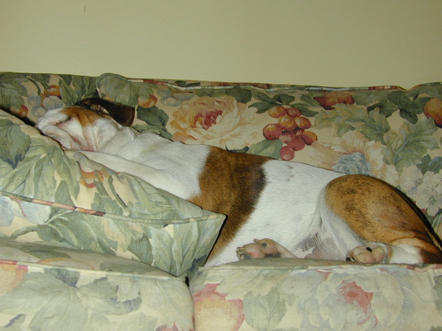 dog