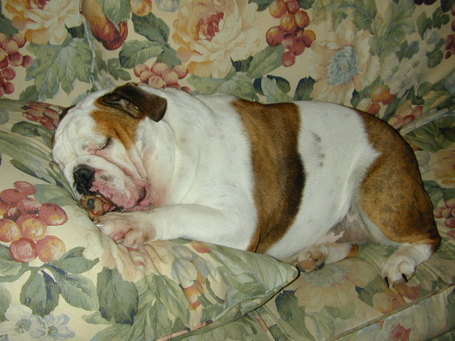 dog