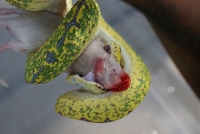 chondro