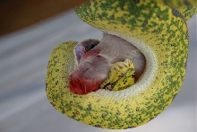 chondro