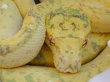 Chondro