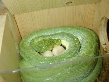 eggs