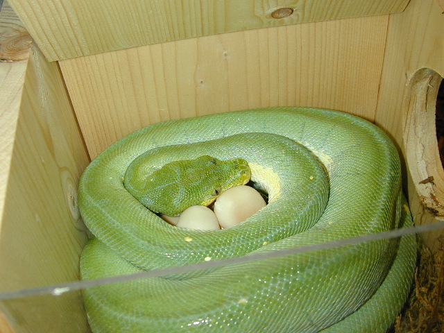 eggs
