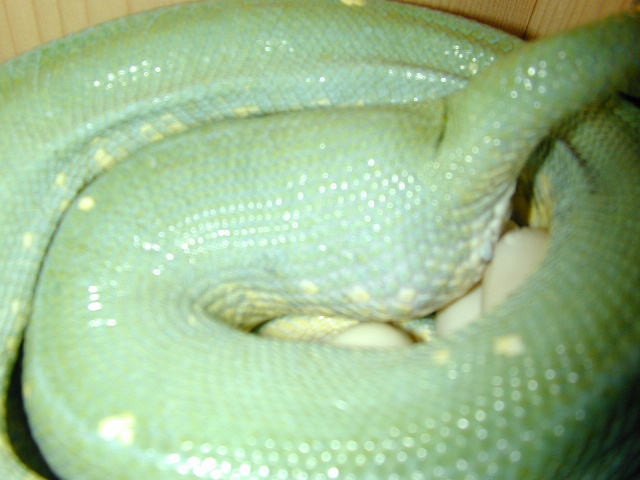 eggs