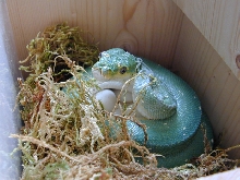 Snake