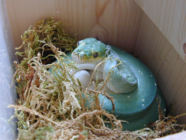 Snake