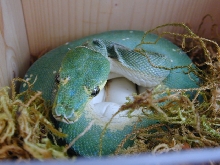 Snake