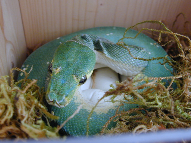 Snake