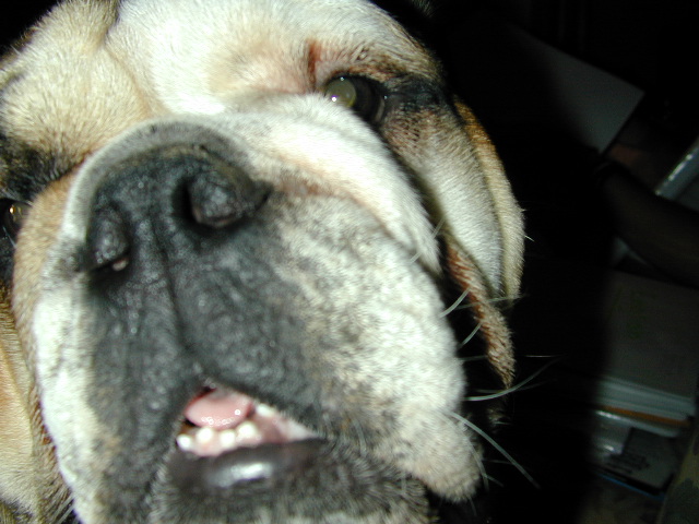 dog
